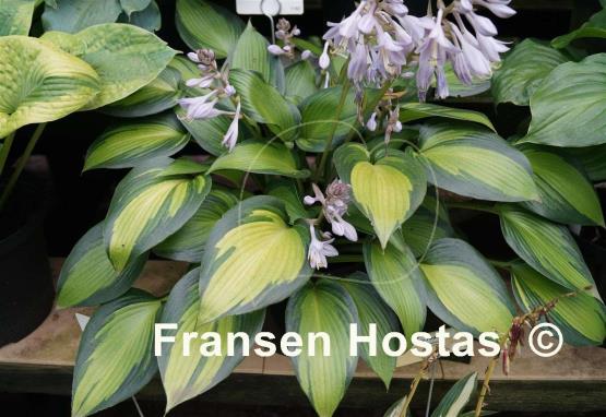 Hosta June Spirit